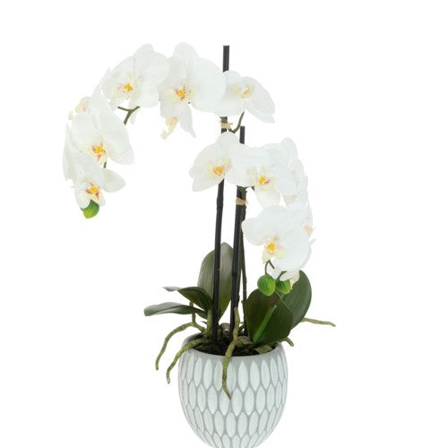 Orchid in Geo Pot